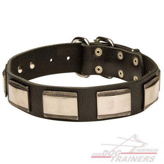 Gorgeous New Design Leather Dog Collar with Brass Plates