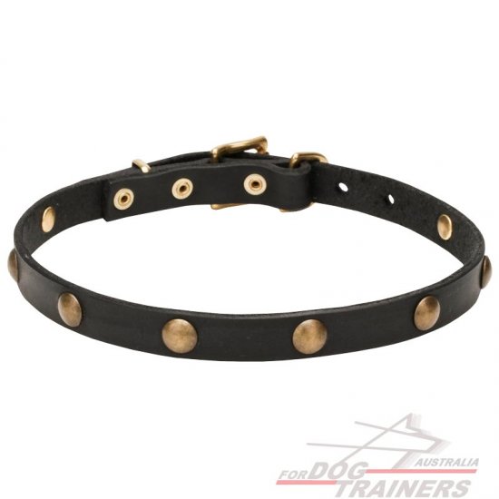 Exclusive Dog Collar with Circles