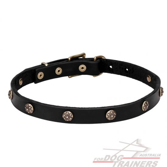 Leather Dog Collar with Engraved Round Studs - 'Cloak and Sword'