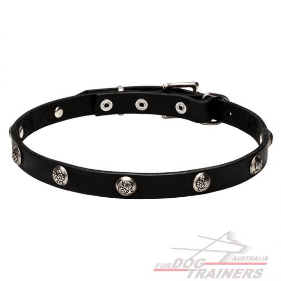 4/5 inch - 20 mm Leather Dog Collar "Lucky" with Nickel Plated Engraved Studs