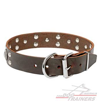  Mix of conchos & studs on brown leather dog collar