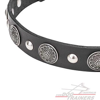 Shiny Half-Ball Studs and Large Conchos on Leather Canine Collar