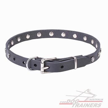 Shiny silvery hardware for black leather dog collar 