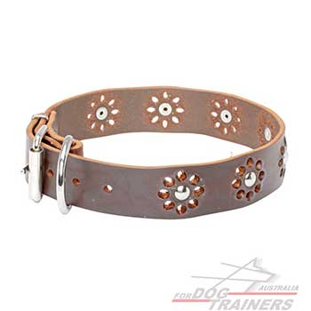 Fashionable brown dog leather collar with nickel plated hardware