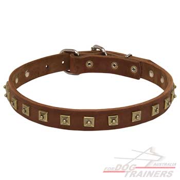 Luxurious leather collar with brass studs