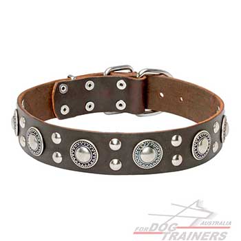 Brown Leather Dog Collar with Nickel-Plated Fittings 