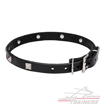 Collar for Dogs with Shining Studs