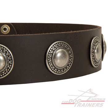 Wide walking dog collar with conchos adornment