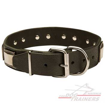 Leather dog Collar with brass hardware