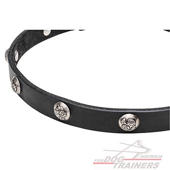 Studs with Engraved Leaves on Walking Leather Canine Collar