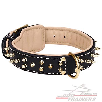 Dog collar with gold-like spikes