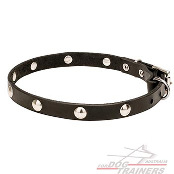Chrome Plated Studs on Walking Leather Dog Collar