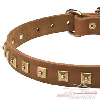 Brown Leather Walking Canine Collar with Dotted Studs