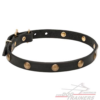 Leather dog collar adorned with brass studs