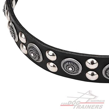 Beautiful leather dog collar with circles and studs
