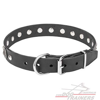  Dog Collar with Chrome Plated Buckle and D-Ring