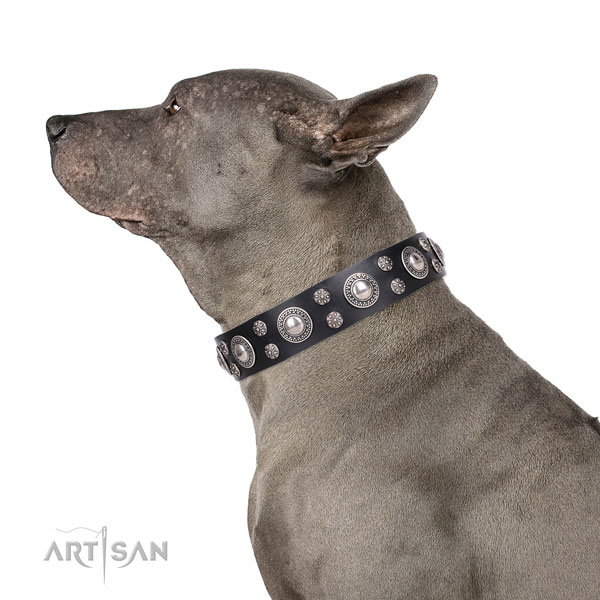 Comfy wearing adorned dog collar of top notch genuine leather
