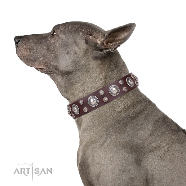 Comfortable wearing adorned dog collar of reliable leather