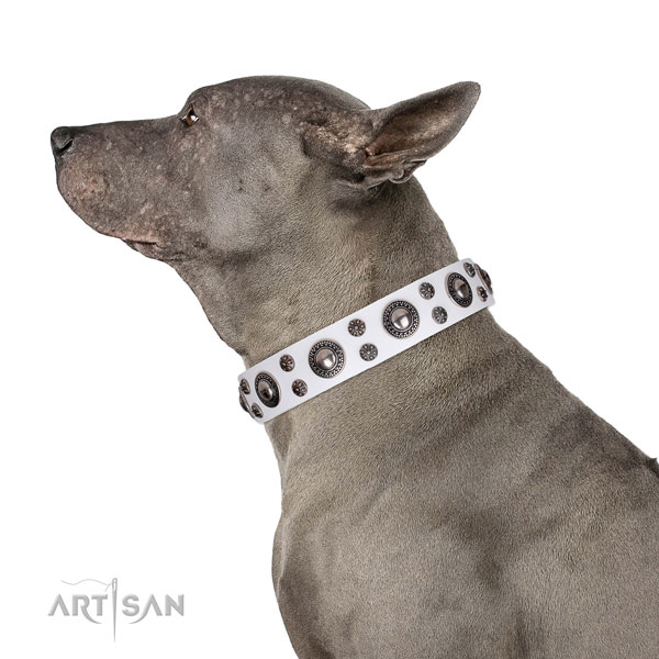 Everyday walking embellished dog collar of best quality genuine leather