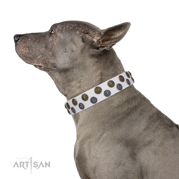 Everyday walking studded dog collar of high quality material