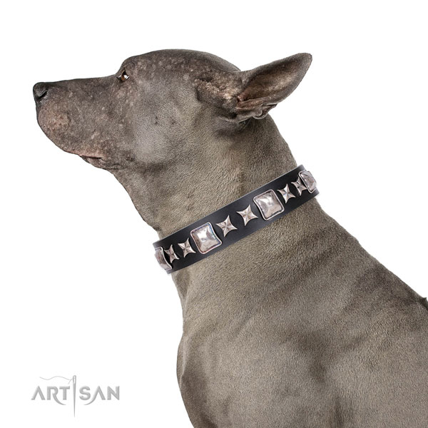 Fancy walking studded dog collar of top quality material