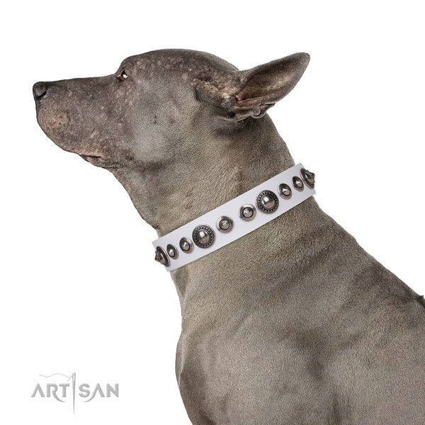 Amazing adorned leather dog collar for fancy walking