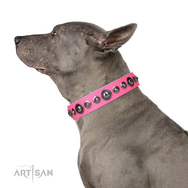 Impressive studded leather dog collar for basic training