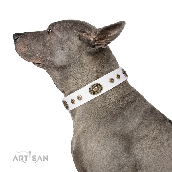 Unique decorated leather dog collar for walking