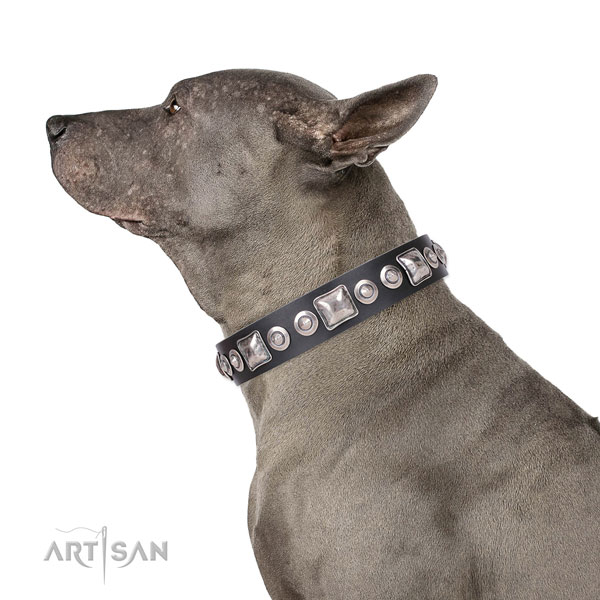 Exquisite decorated leather dog collar for daily use