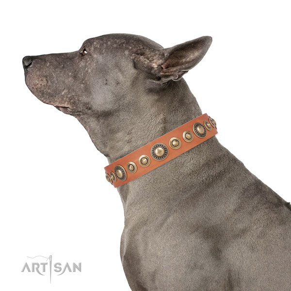 Rust-proof buckle and D-ring on leather dog collar for walking