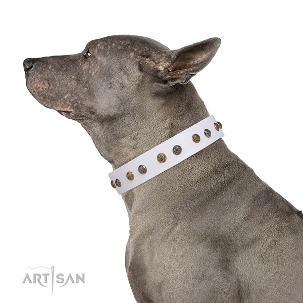 Comfortable wearing decorated dog collar made of top rate leather