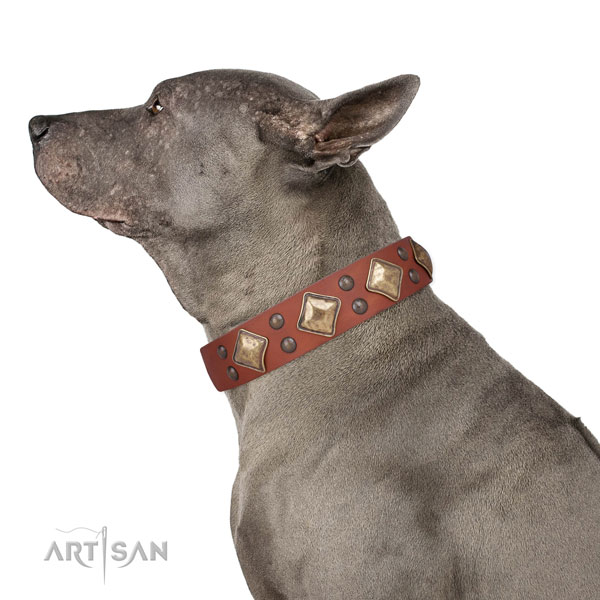 Walking decorated dog collar made of best quality natural leather