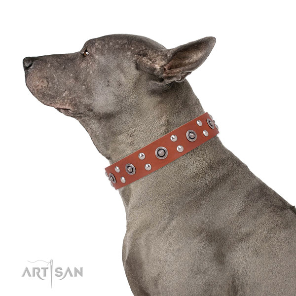 Fancy walking dog collar with significant embellishments