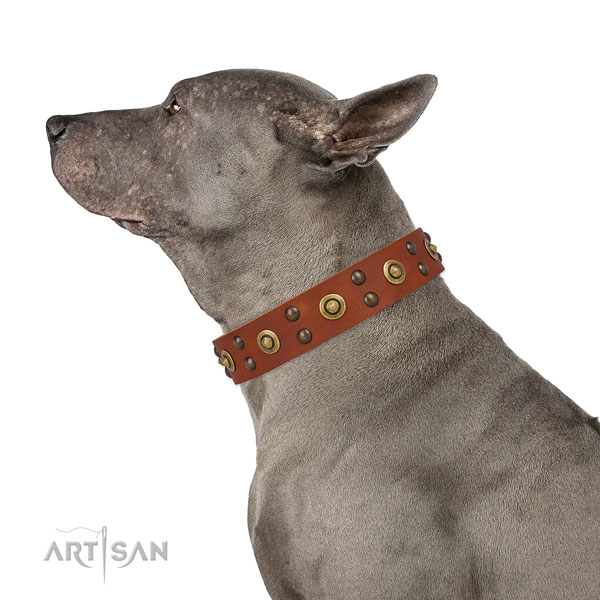 Everyday use dog collar with inimitable decorations