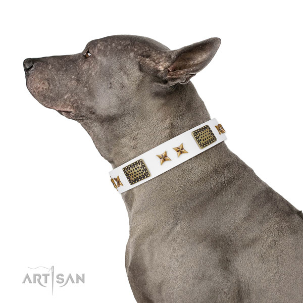 Impressive embellishments on comfy wearing full grain genuine leather dog collar