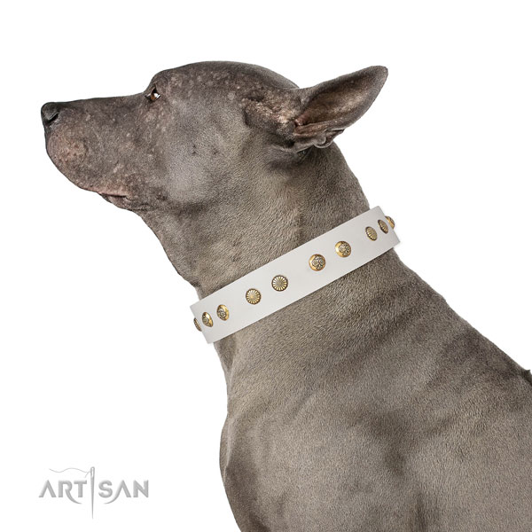 Unique adornments on basic training genuine leather dog collar