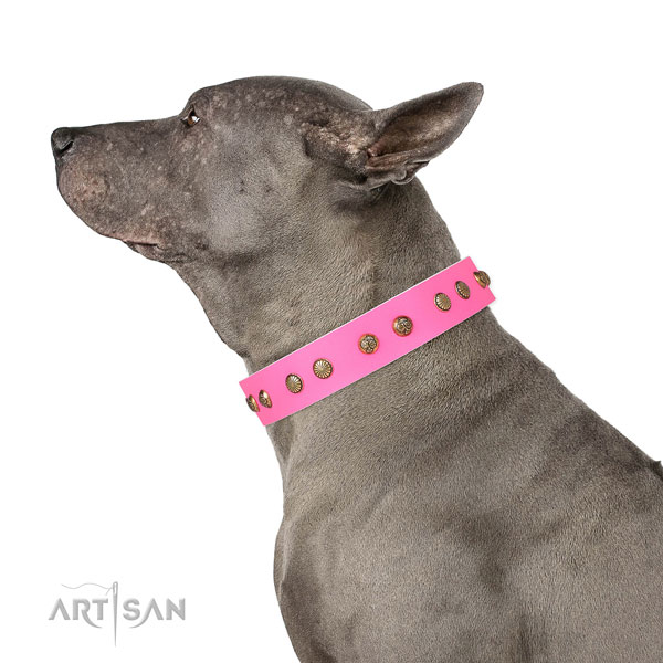 Exquisite decorations on stylish walking full grain leather dog collar