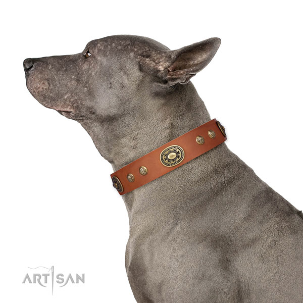 Exceptional studs on walking dog collar