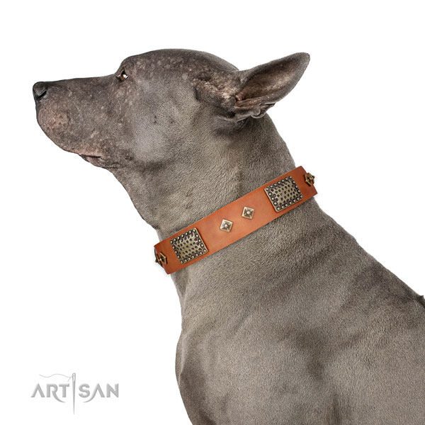 Everyday walking dog collar of leather with remarkable decorations