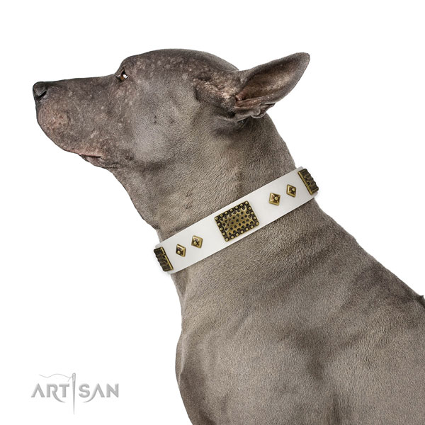 Handy use dog collar of leather with awesome studs