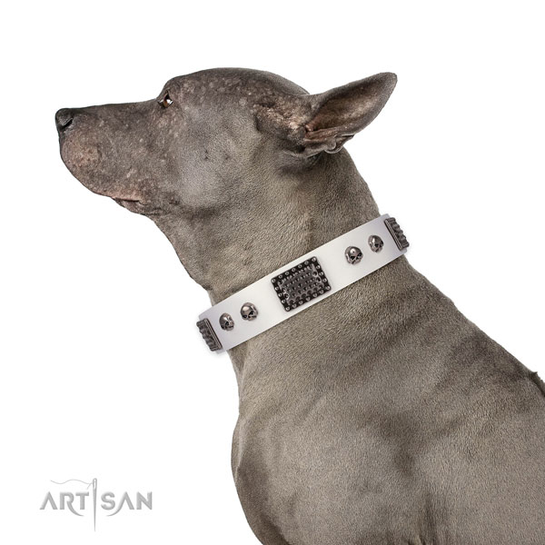 Incredible full grain natural leather collar for your lovely dog