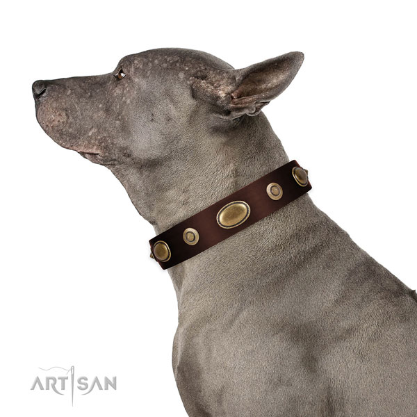 Comfy wearing dog collar of genuine leather with awesome studs
