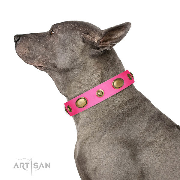 Fancy walking dog collar of genuine leather with awesome decorations
