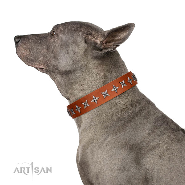 High quality full grain leather dog collar with trendy decorations
