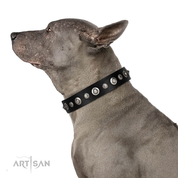 Durable full grain leather dog collar with incredible embellishments
