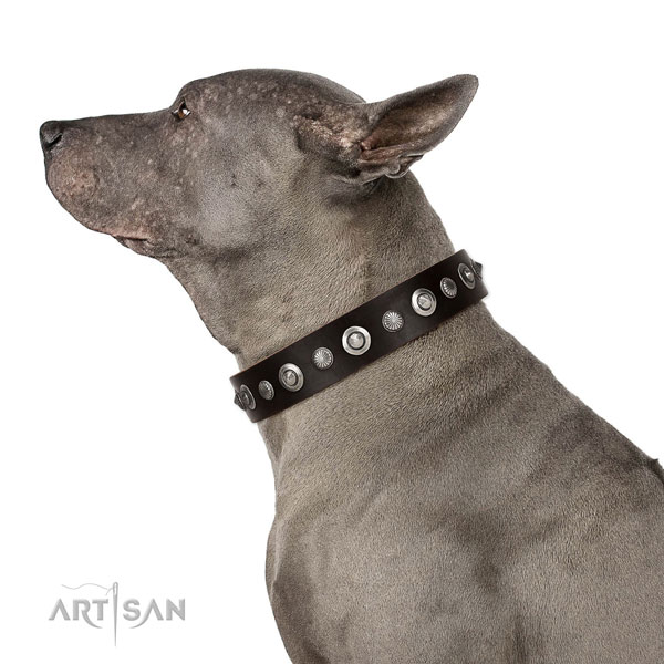 Top notch full grain leather dog collar with remarkable decorations