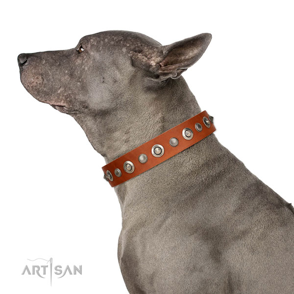 Strong full grain genuine leather dog collar with exceptional studs