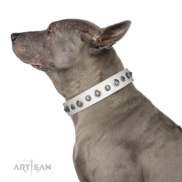 Genuine leather collar with strong fittings for your stylish canine