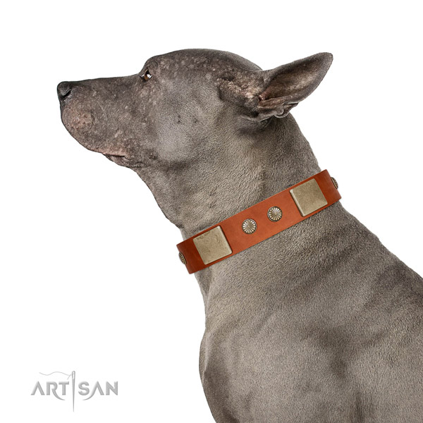 Corrosion proof D-ring on natural genuine leather dog collar for everyday walking