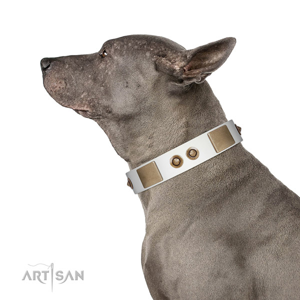 Fancy walking dog collar of genuine leather with inimitable embellishments